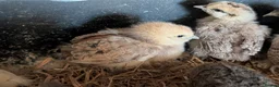 Chickens poultry for sale: unsexed chicks and quail and eggs - Advert 3
