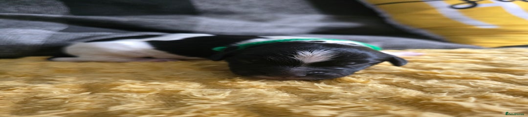 Sproodle Puppy 1