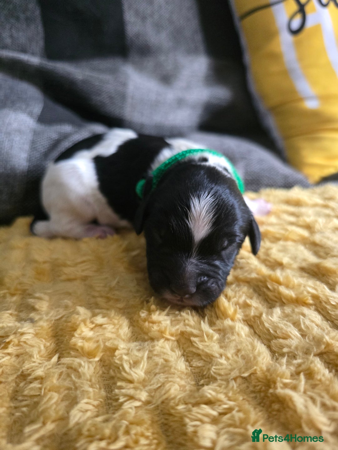 Sproodle dogs for sale: Beautiful F1 sproodle pups  - Image 12