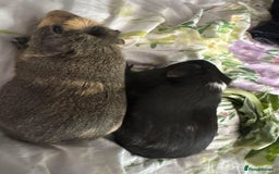 Guinea Pig rodents for sale: 3 male guinea pigs - Image 5