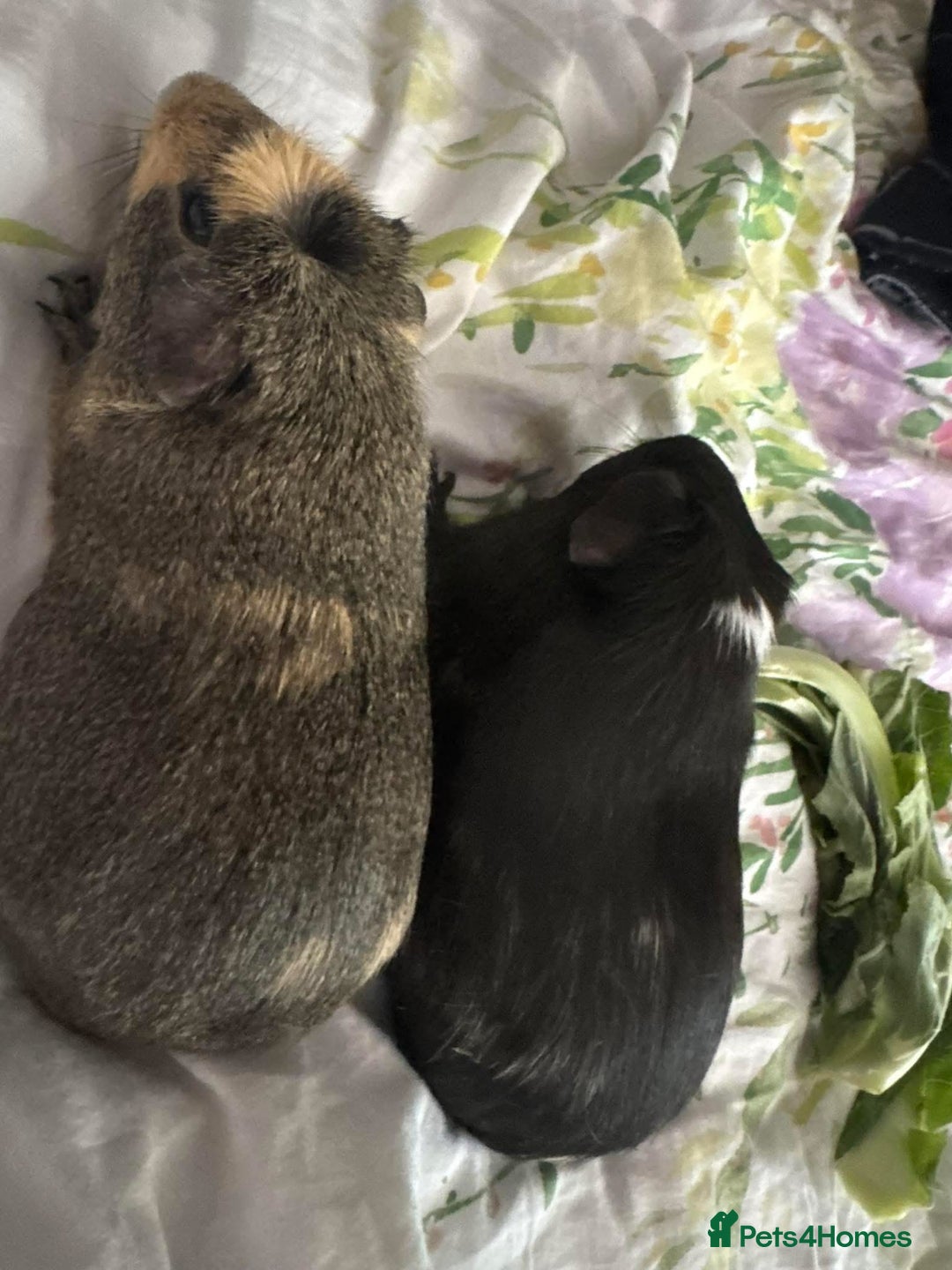 Guinea Pig rodents for sale: 3 male guinea pigs - Image 5