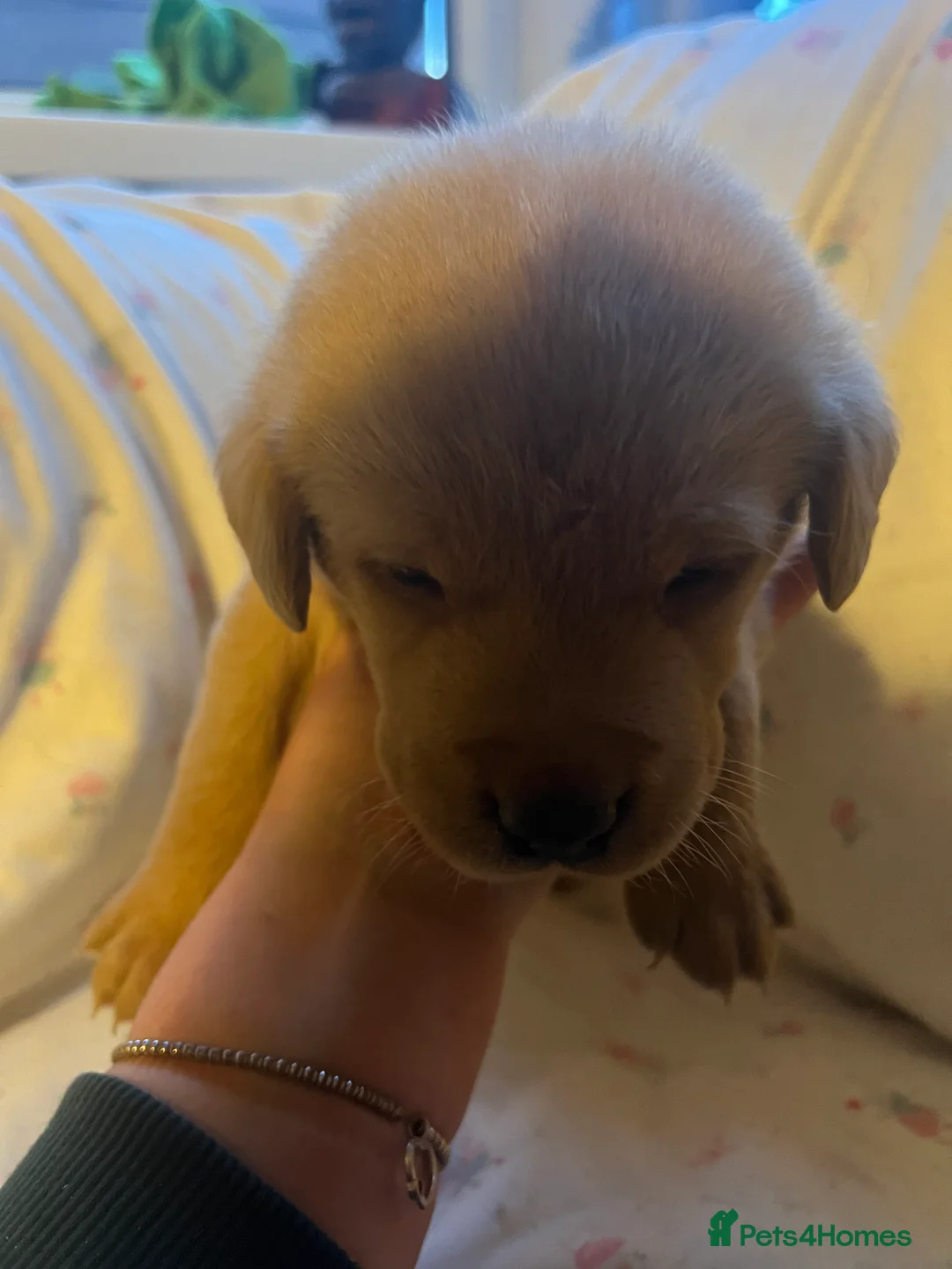 Labrador Retriever dogs for sale: KC Registered Labrador Puppies - Advert 6