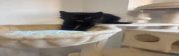 Mixed Breed cats for sale: Beautiful Bengal Mix Kittens Ready to go🐾 - Advert 27