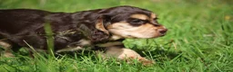 Cocker Spaniel dogs for sale: KC Reg Working Cocker Spaniels  - Advert 12