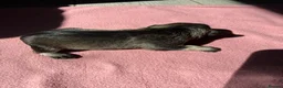 Miniature Schnauzer dogs for sale: KC Registered Miniature Schnauzer Puppies - Advert 7