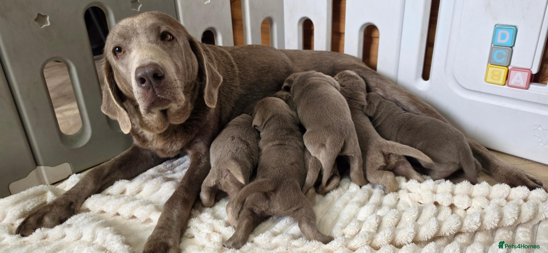 Labrador Retriever dogs 6 STUNNING KC SILVER LAB PUPPIES  - Advert 1