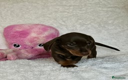 Miniature Dachshund dogs for sale: Photo's do not do this litter justice - Image 7