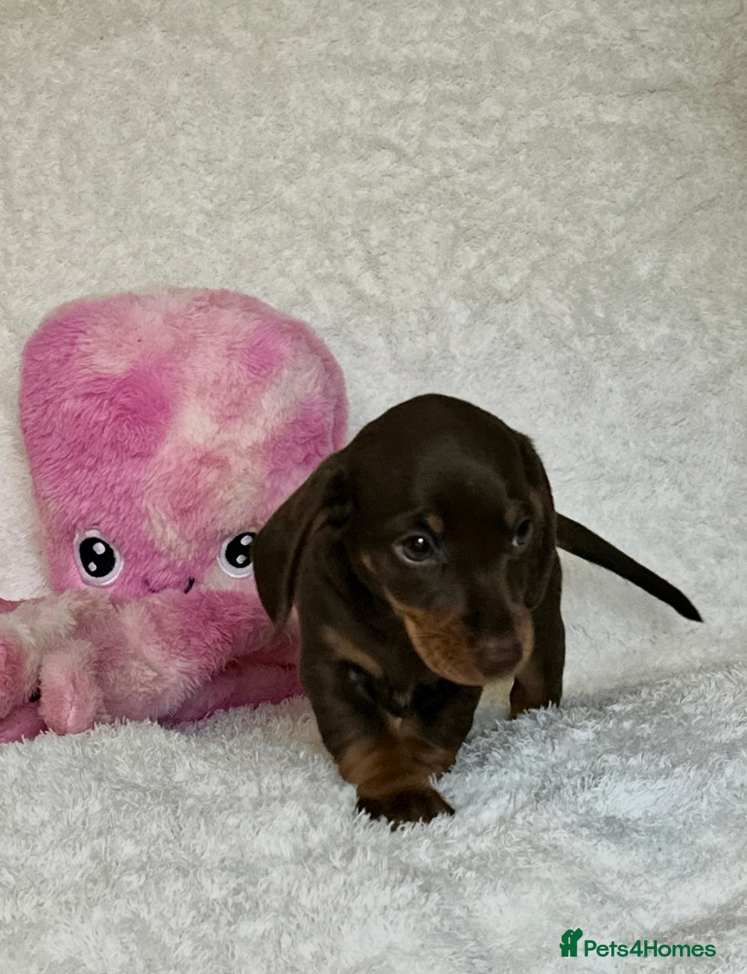 Miniature Dachshund dogs for sale: Photo's do not do this litter justice - Image 7