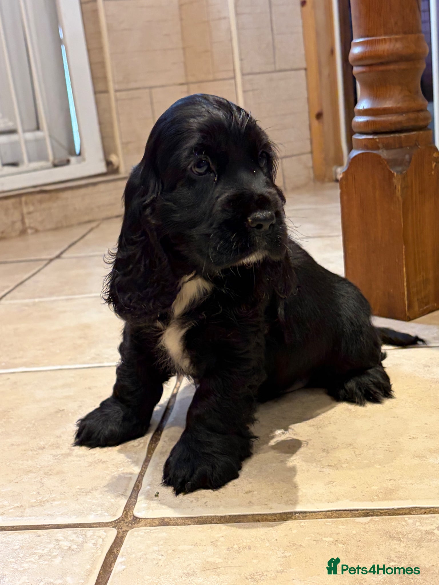 Cocker Spaniel dogs 100% show Serbia lines ready now  - Advert 10