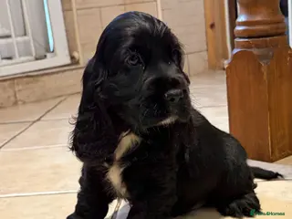 Cocker Spaniel dogs 100% show Serbia lines ready now - Advert 10