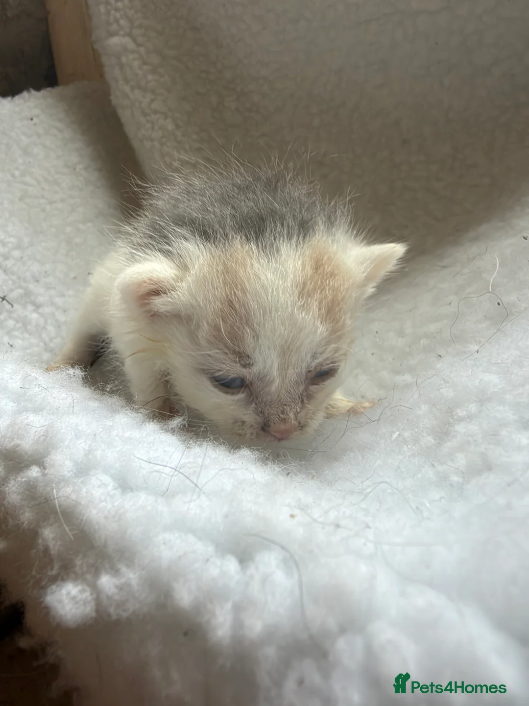 Mixed Breed cats for sale: Girl kittens  - Advert 2