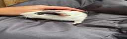 Guinea Pig rodents for sale: 8 wonderful guinea pig very friendly  - Advert 5