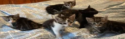 Mixed Breed cats for sale: Beautiful tabby tabby/white kittens in Lydney - Advert 6
