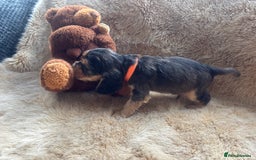 Cocker Spaniel dogs for sale: Cocker spaniel puppies  - Image 19