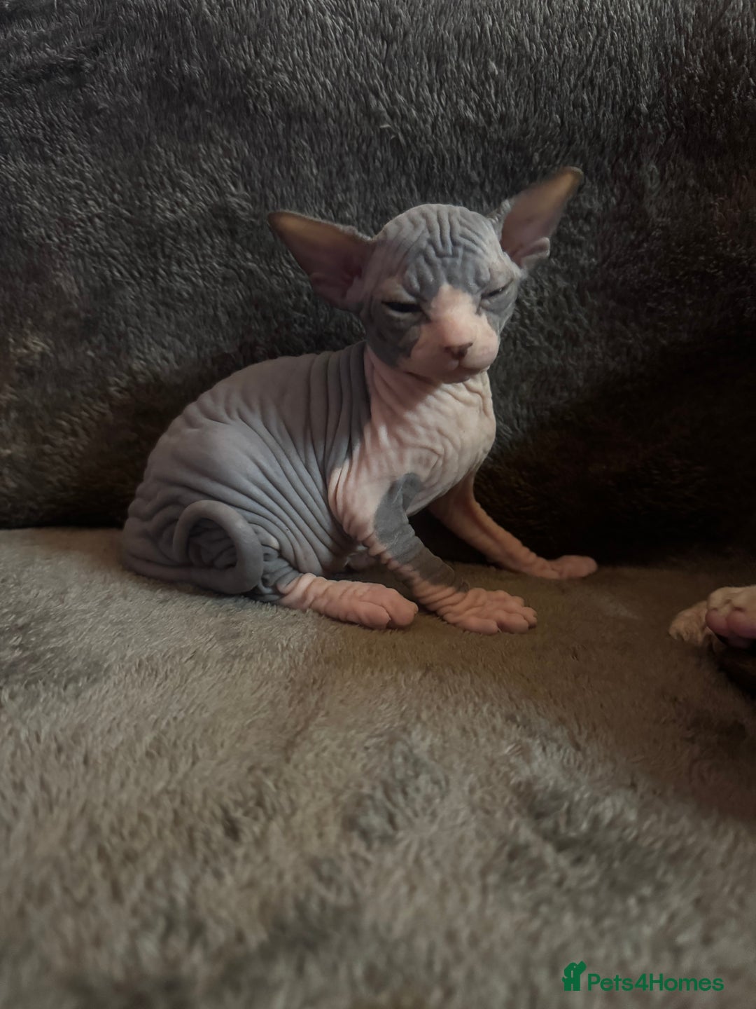 Sphynx cats for sale: Adorable female Sphynx  - Advert 2