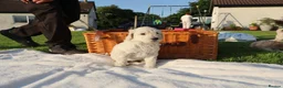 Standard Poodle dogs for sale: Standard Poodle Puppies  in Craigavon - Advert 15