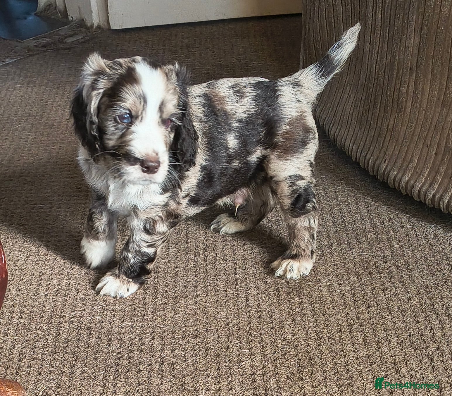 Cocker Spaniel dogs Gorgeous Cocker pups for sale - Advert 7