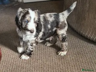 Cocker Spaniel dogs Gorgeous Cocker pups for sale - Advert 7