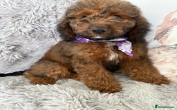 Cockapoo dogs for sale: 6 Beautiful, f1b fully DNA &HEATH CLEAR PARENTS.  - Image 2
