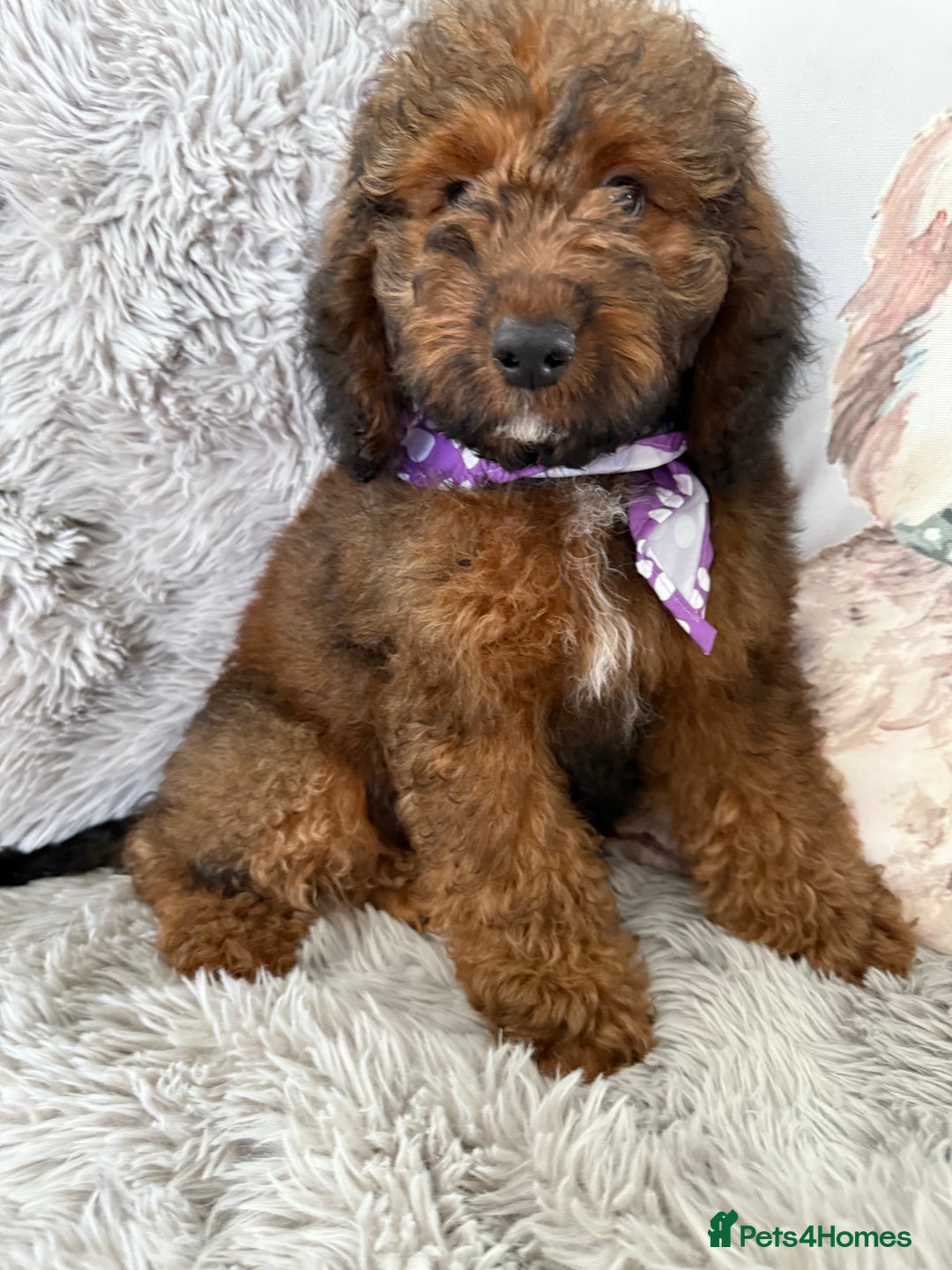 Cockapoo dogs for sale: 6 Beautiful, f1b fully DNA &HEATH CLEAR PARENTS.  - Image 2