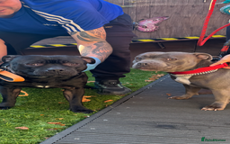 Staffordshire Bull Terrier dogs for stud: STORM FOR STUD in Newton Aycliffe - Image 32