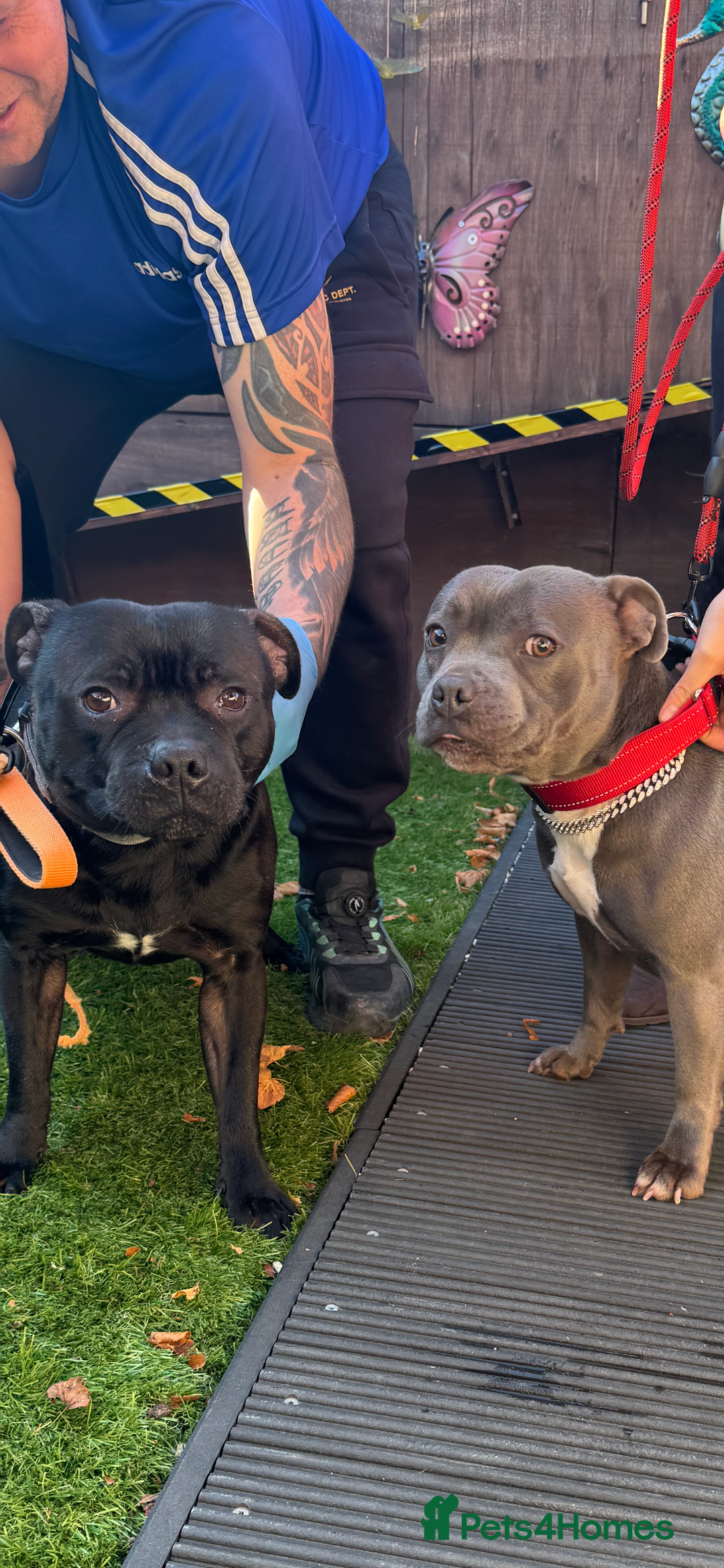 Staffordshire Bull Terrier dogs for stud: STORM FOR STUD in Newton Aycliffe - Image 32