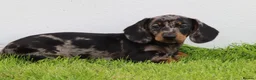Dachshund dogs for sale: Miniature Dachshund puppies for sale - Advert 22