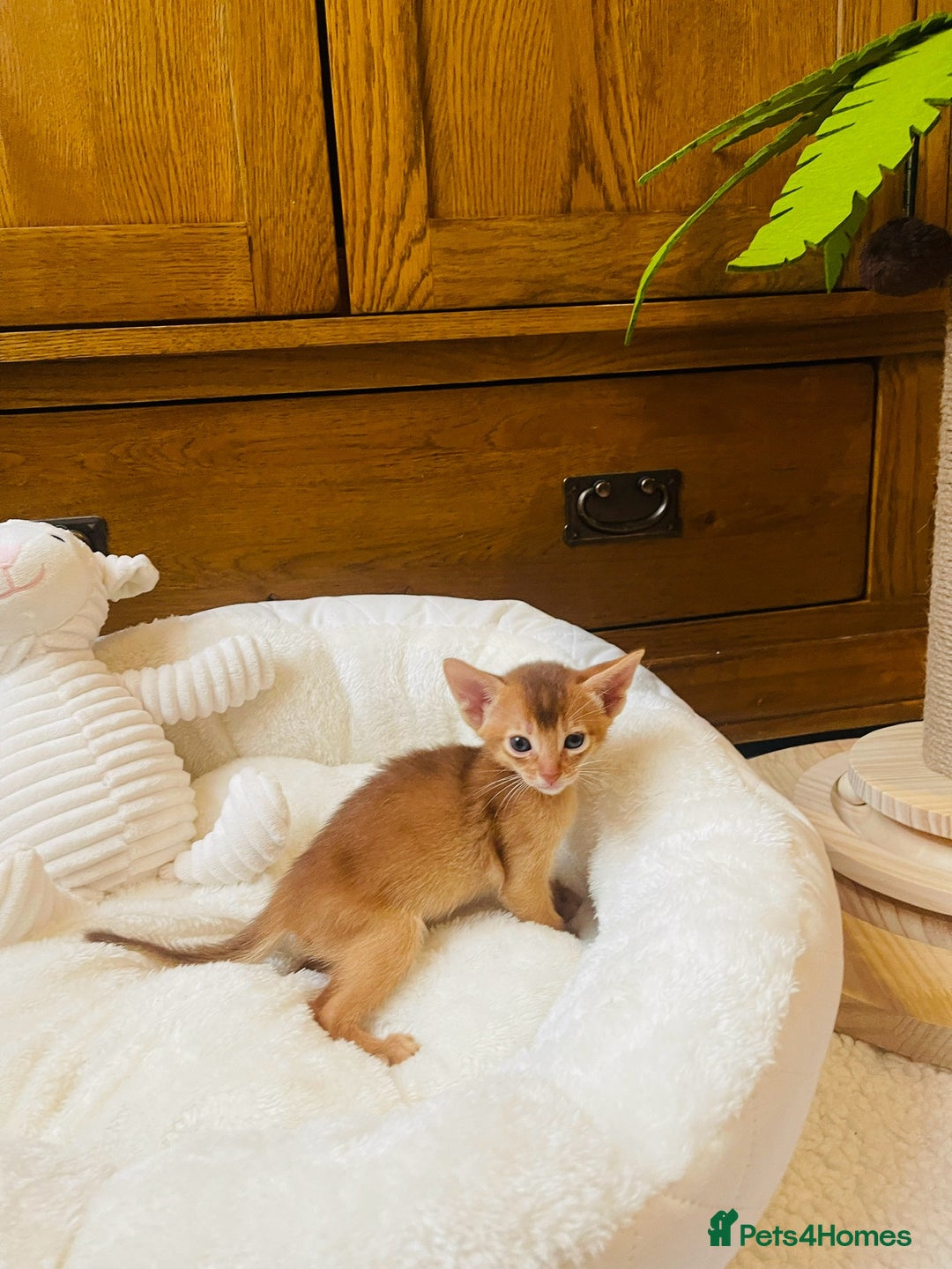 Abyssinian cats for sale: 🏆🥇🏵️Top Quality Champion Lines Abyssinian - Image 23