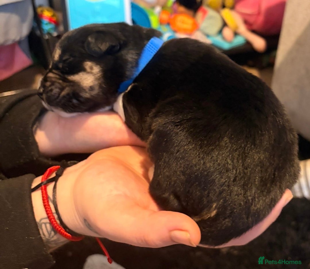 Mixed Breed dogs for sale: Border collie mix pups - Advert 5