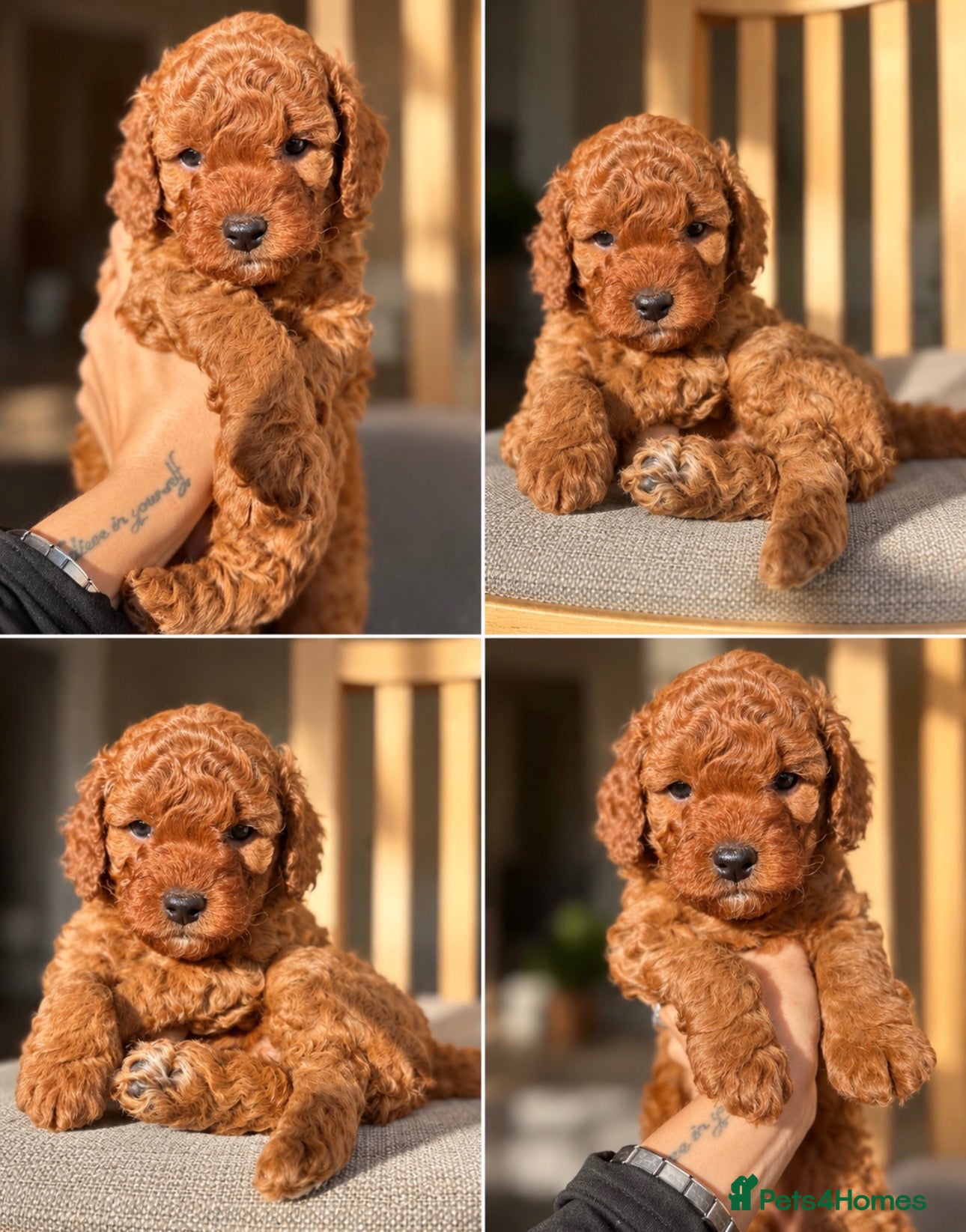 Cockapoo dogs for sale: F1B Red Toy Cockapoo - Advert 5