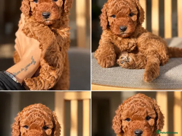 Cockapoo dogs for sale: F1B Red Toy Cockapoo - Advert 4