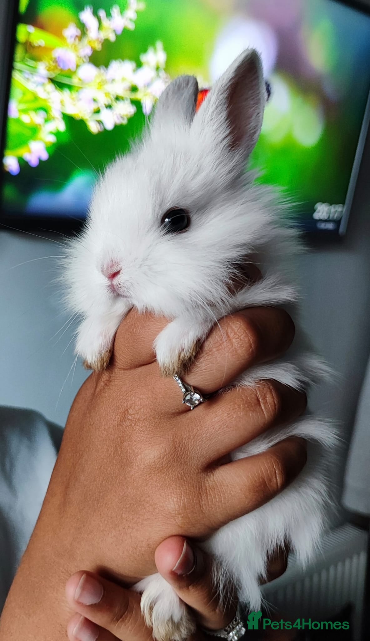 Mini Lop rabbits Mini lop  - Advert 2