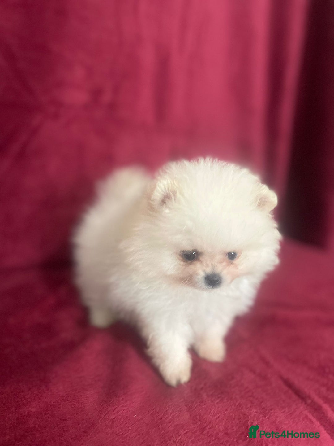 Pomeranian dogs for sale: 3 tiny girls ready now*price reduced £2000 - Advert 10