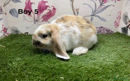 Mini Lop rabbits for sale: Mini lop baby rabbits  - Image 7