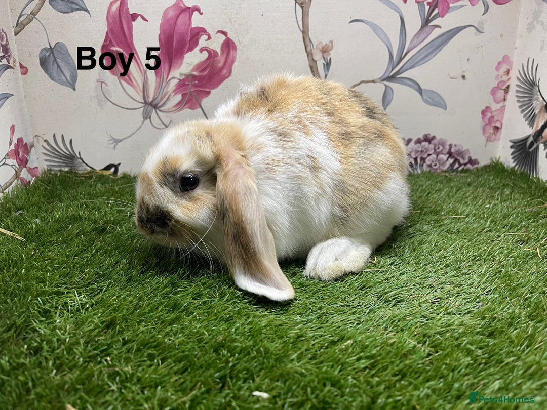 Mini Lop rabbits for sale: Mini lop baby rabbits  - Image 7