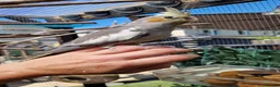 Cockatiels birds for sale: 3 8 week old cockatiels for sale £90 each - Advert 3