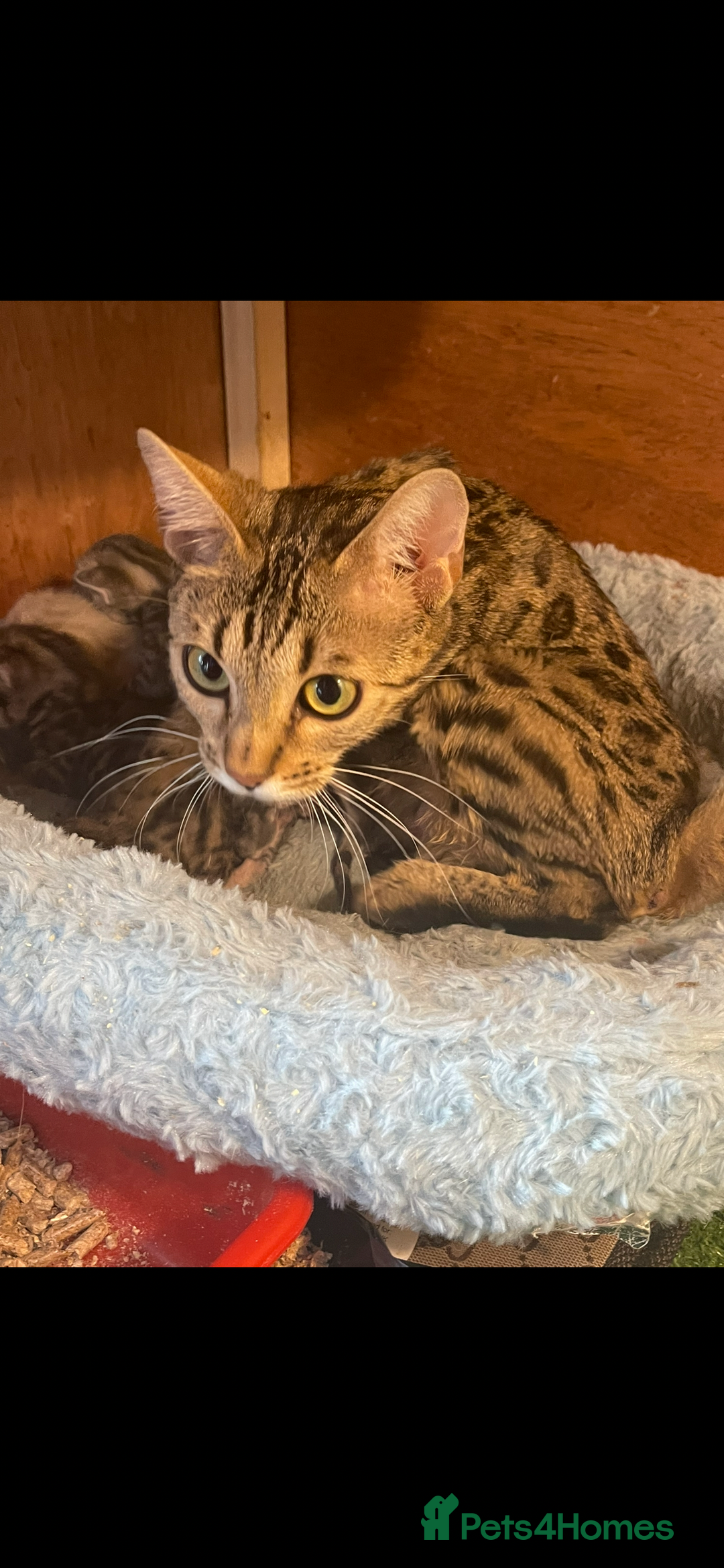 Mixed Breed cats for sale: Kittens available 8 weeks old  - Advert 3