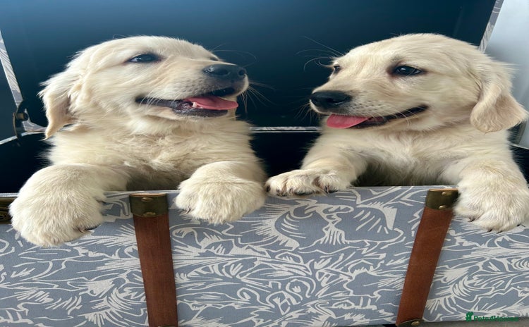 Golden Retriever dogs - Advert 16
