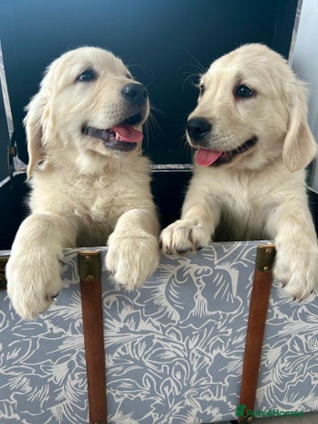 Golden Retriever dogs - Advert 3