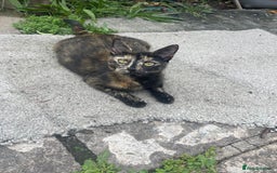 American Shorthair cats for sale: 2 Beautiful Tabby Kittens For sale - Image 7