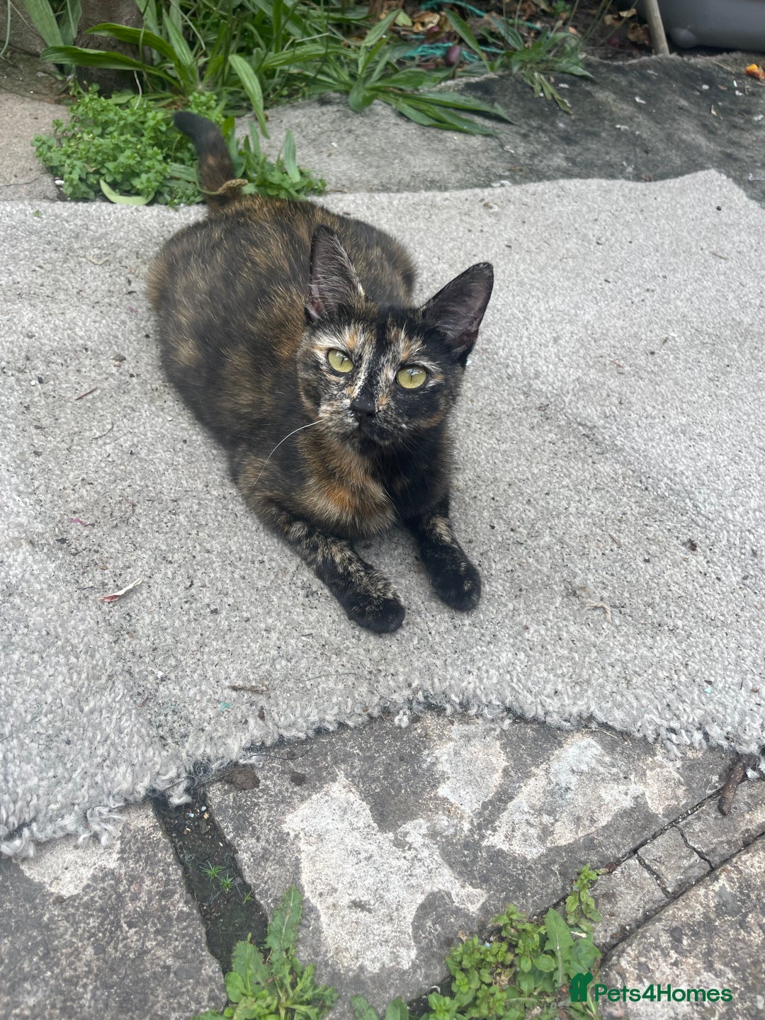 American Shorthair cats for sale: 2 Beautiful Tabby Kittens For sale - Image 7