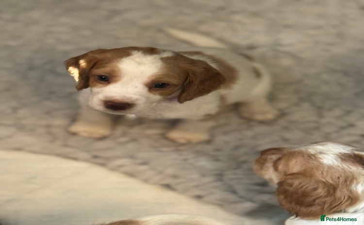 Cocker Spaniel dogs - Advert 1