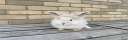 Mixed Breed rabbits for sale: Beautiful Teddywidder Rabbits – Loving Homes - Advert 4