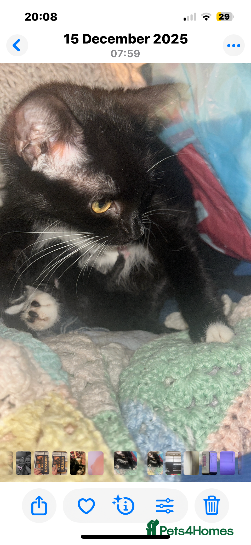 Mixed Breed cats Betty and Barney looking for homes  - Advert 1