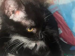 Mixed Breed cats Betty and Barney looking for homes - Advert 1