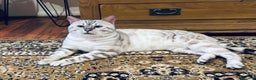 Bengal cats for stud: ✨ Snow Bengal Stud Available- TICA Active ✨  - Advert 1