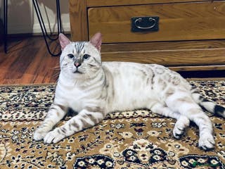 Bengal cats ✨ Snow Bengal Stud Available- TICA Active ✨ - Advert 4