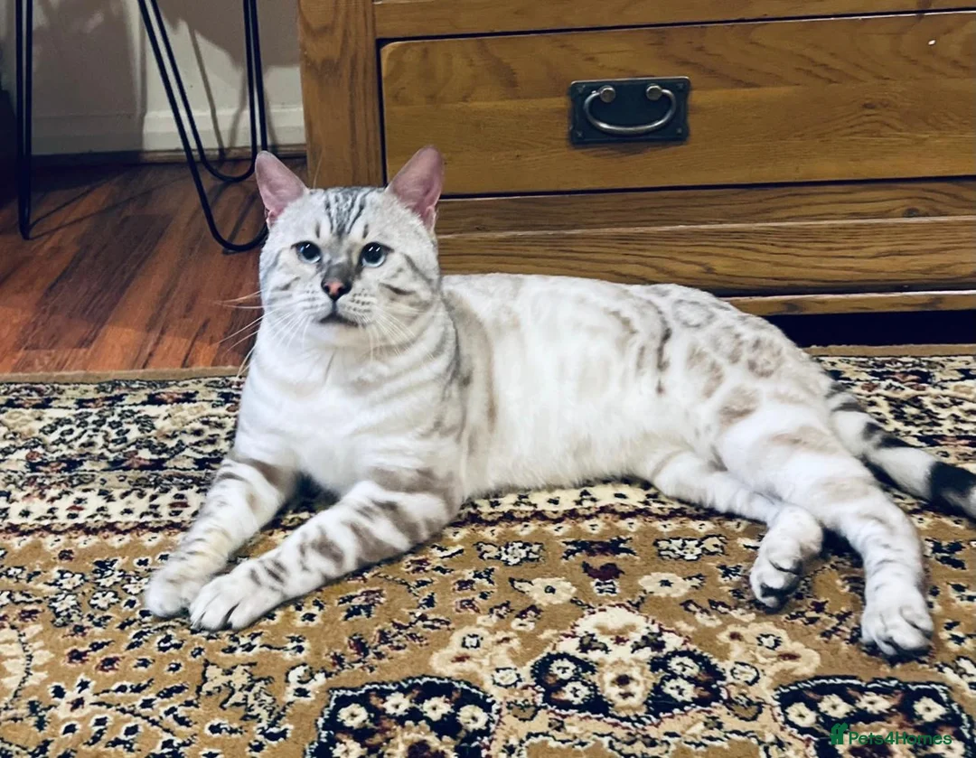 Bengal cats for stud: ✨ Snow Bengal Stud Available- TICA Active ✨  - Advert 1