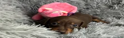 Miniature Dachshund dogs for sale: KC reg, PRA Clear Beautiful Natured Pups - Advert 24