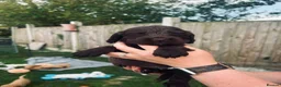 Cocker Spaniel dogs for sale: Stunning Cocker Spaniel puppies  - Advert 4